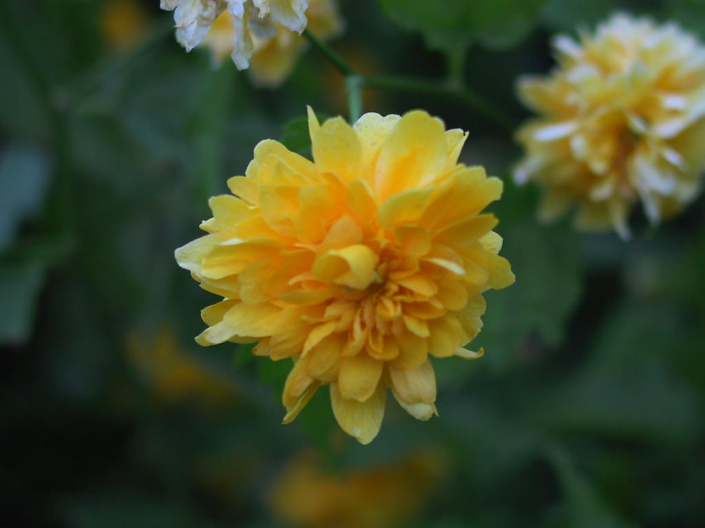 Kerria japonica Pleniflora 02.jpg